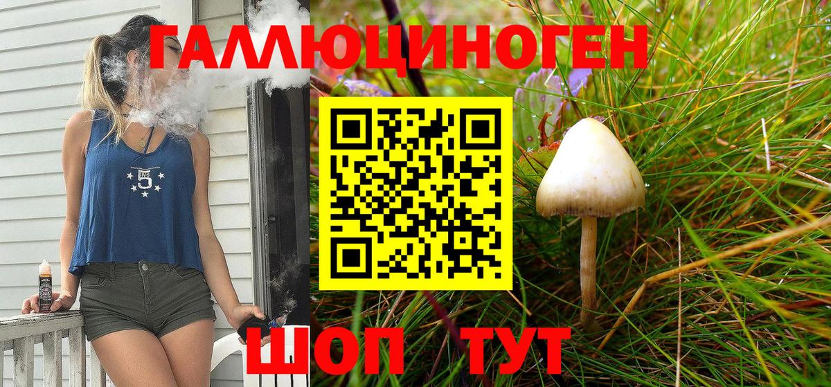 Галлюциногенные грибы Psilocybe Дербент